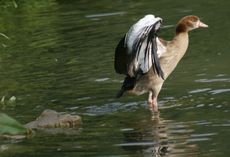 Junge-Nilgans-043.jpg